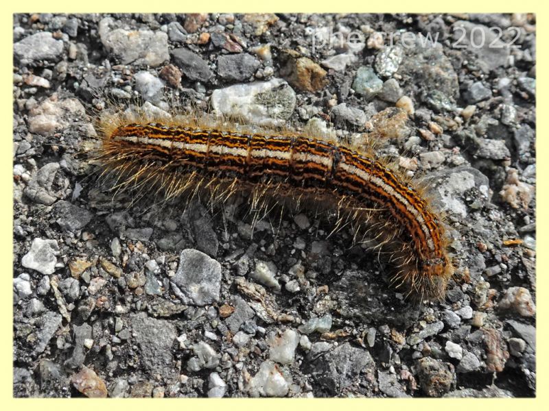 larva di Malacosoma alpicolum - 7.7.2022 - Trepalle - Sondrio circa 2100 m. s.l.m. - (6).JPG