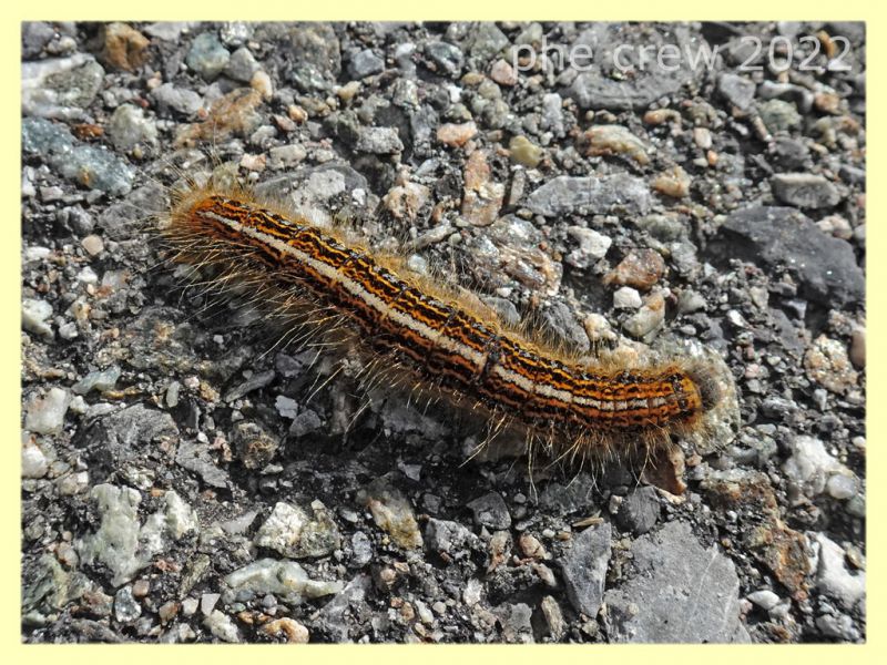 larva di Malacosoma alpicolum - 7.7.2022 - Trepalle - Sondrio circa 2100 m. s.l.m. - (7).JPG