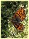 Melitaea sp. 6.7.2022 - Trepalle - Sondrio circa 2100 m. s.l.m. - (2).JPG