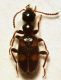 anthicidae_3_paul_da_serra_2022_07_12.jpg