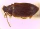 dorso90x.jpg