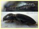 Elateridae 6 mm. - 8.7.2022 - Trepalle - Sondrio circa 2100 m. s.l.m.  - (3).JPG