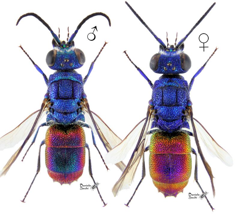 Chrysis melaensis_ plate_rid.jpg