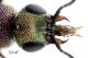 Hedychrum fufipes m testa_M rid.jpg
