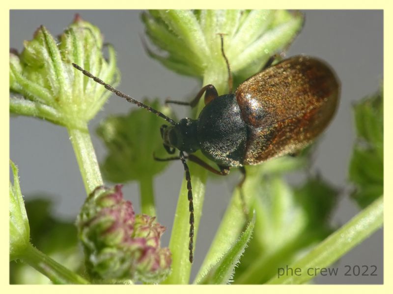 Isomira sp. 8.7.2022 - Trepalle - Sondrio circa 2100 m. s.l.m - (2).JPG