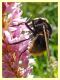 Volucella bombylans 5.7.2022 - Trepalle - Sondrio circa 2100 m. s.l.m. - (3).JPG