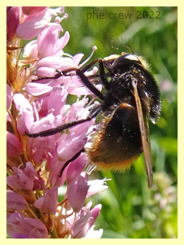 Volucella bombylans 5.7.2022 - Trepalle - Sondrio circa 2100 m. s.l.m. - (3).JPG