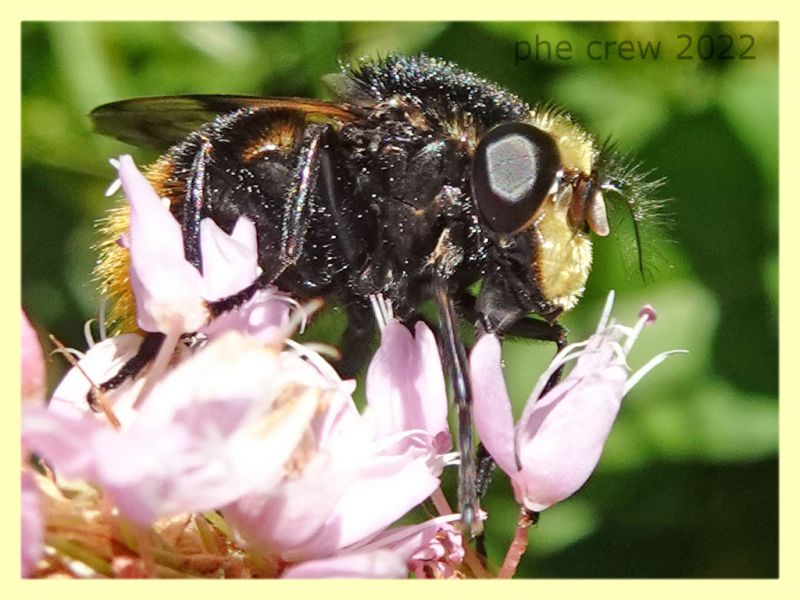 Volucella bombylans 5.7.2022 - Trepalle - Sondrio circa 2100 m. s.l.m. - (1).JPG