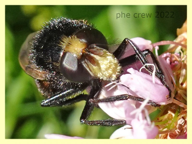 Volucella bombylans 5.7.2022 - Trepalle - Sondrio circa 2100 m. s.l.m. - (2).JPG