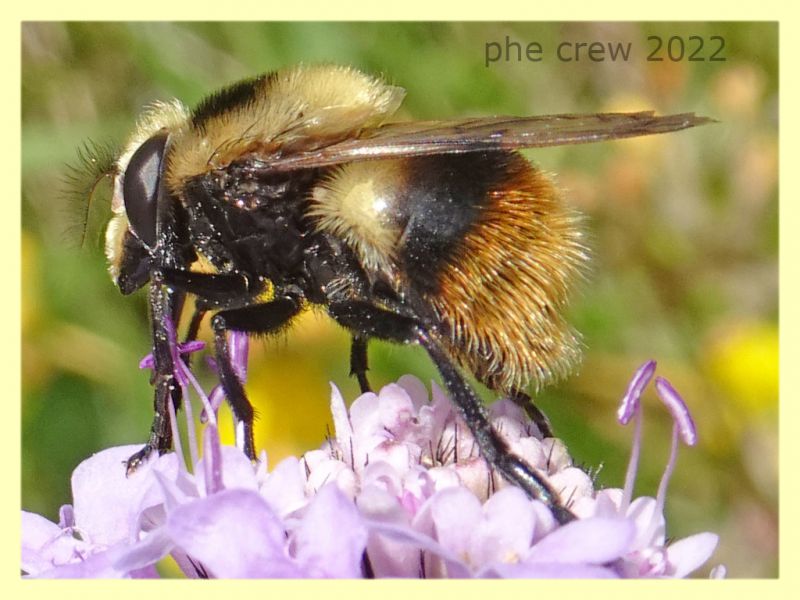 Volucella bombylans var. plumata 5.7.2022 -  Trepalle - Sondrio circa 2100 m. s.l.m. - (1).JPG