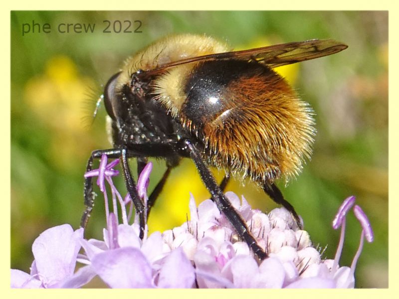 Volucella bombylans var. plumata 5.7.2022 -  Trepalle - Sondrio circa 2100 m. s.l.m. - (2).JPG