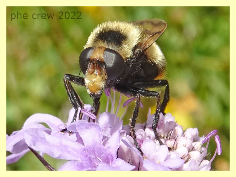 Volucella bombylans var. plumata 5.7.2022 -  Trepalle - Sondrio circa 2100 m. s.l.m. - (4).JPG