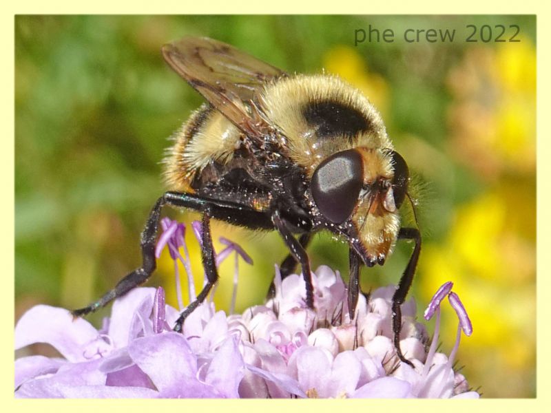 Volucella bombylans var. plumata 5.7.2022 -  Trepalle - Sondrio circa 2100 m. s.l.m. - (3).JPG