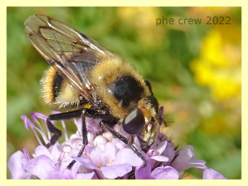 Volucella bombylans var. plumata 5.7.2022 -  Trepalle - Sondrio circa 2100 m. s.l.m. - (5).JPG