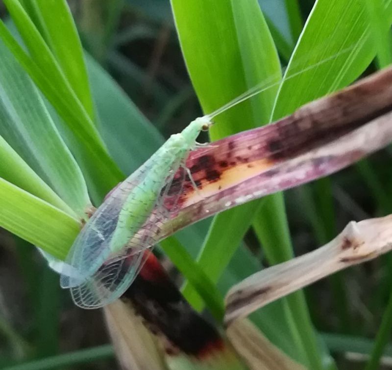 Chrysopa sp. - Copia.jpg