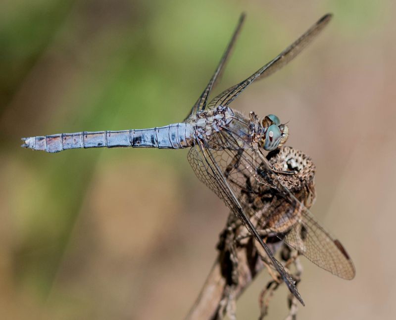 Orthetrum brunneum M.jpg