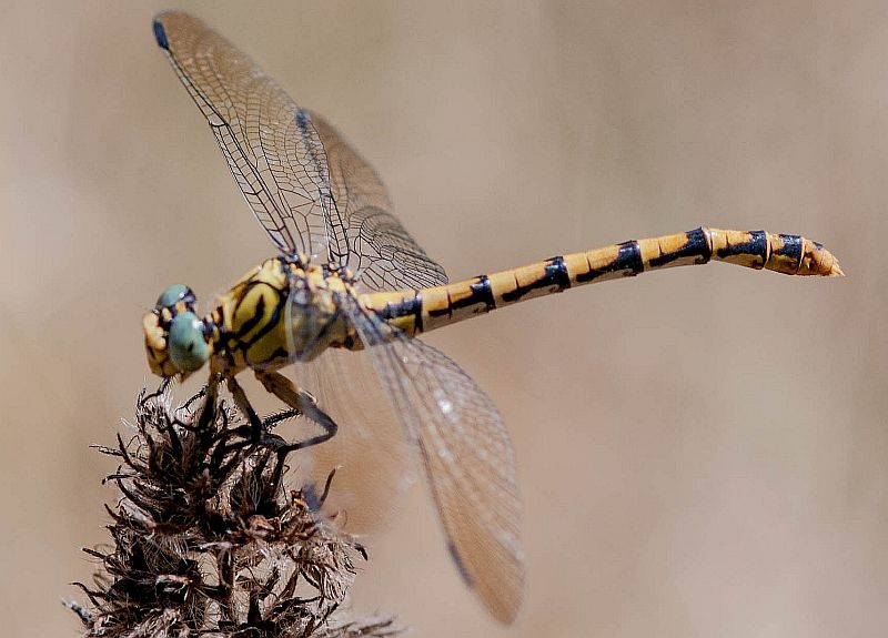 Orthetrum coerulescens F.jpg