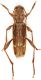 Cerambycidae-Rauccio.jpg