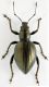Entiminae_Kenya_sp_mini.jpg