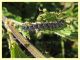 Aglais urticae - 7.7.2022 - Trepalle - Sondrio circa 2100 m. s.l.m. - (4).JPG