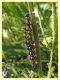 Aglais urticae - 7.7.2022 - Trepalle - Sondrio circa 2100 m. s.l.m. - (3).JPG