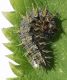 larva vanessa leggera.jpg