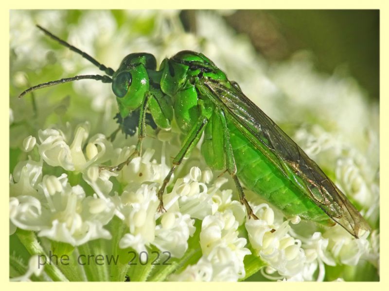 Tenthredo olivacea 7.7.2022 -  Trepalle - Sondrio circa 2100 m. s.l.m. - (3).JPG