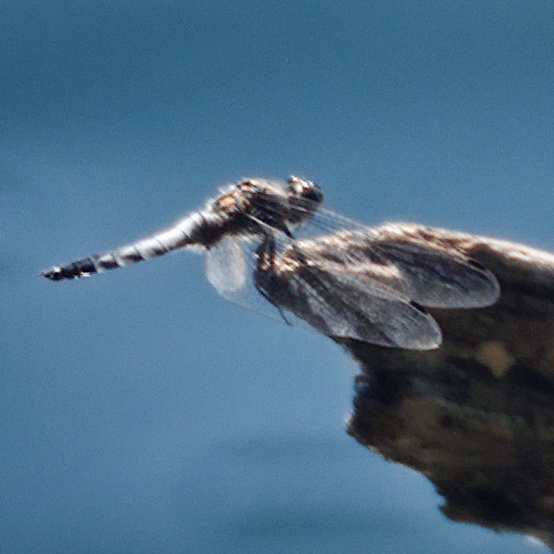 libellula_grande_2_small.jpg