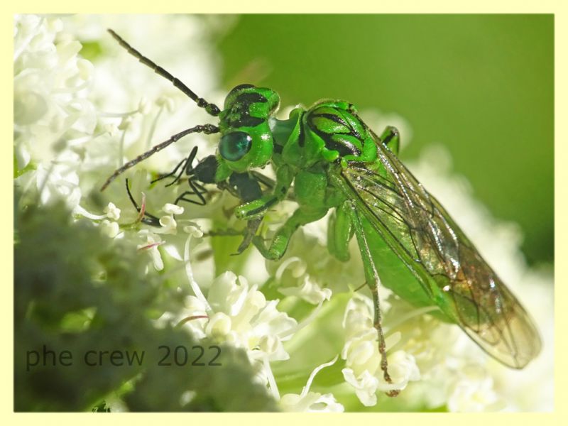 Tenthredo olivacea 7.7.2022 -  Trepalle - Sondrio circa 2100 m. s.l.m. - (9).JPG