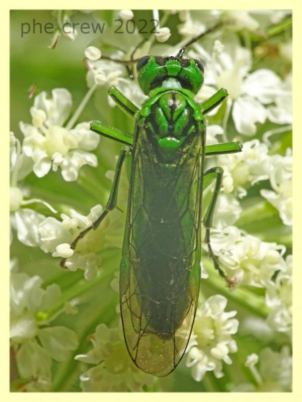 Tenthredo olivacea 7.7.2022 -  Trepalle - Sondrio circa 2100 m. s.l.m. - (10).JPG