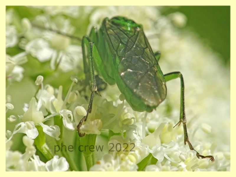 Tenthredo olivacea 7.7.2022 -  Trepalle - Sondrio circa 2100 m. s.l.m. - (8).JPG