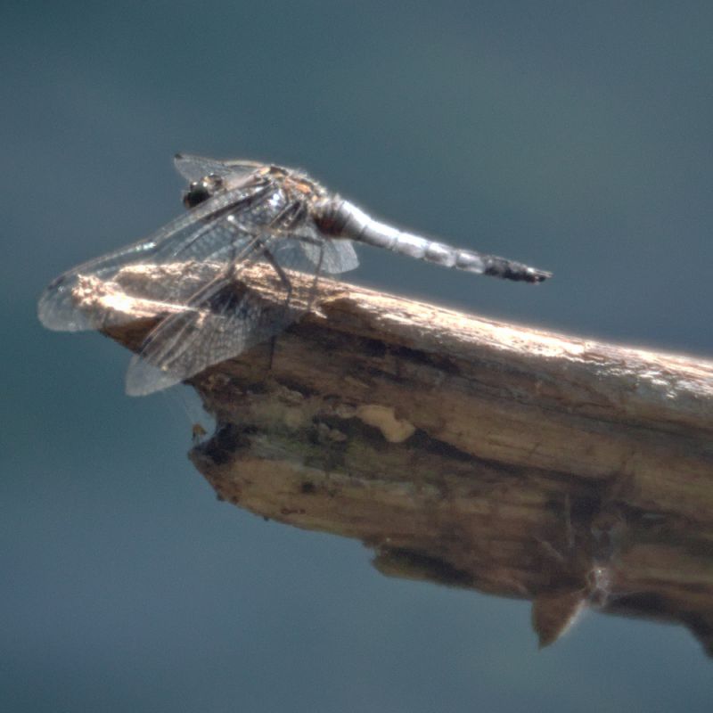 libellula_grande_1_small.jpg