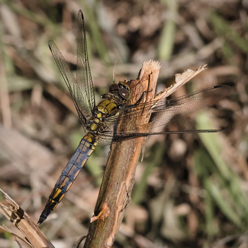 libellula1_small.jpg