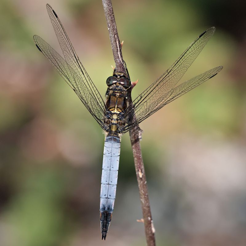 libellula2_small.jpg