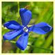 fiore blu (6).JPG