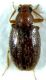 Paoletti_schydmaenide_ImmMZ16_001151.jpg