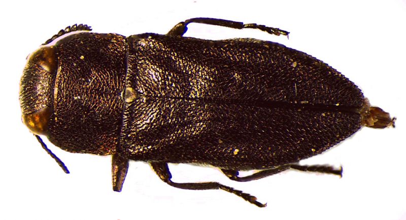 dorsal morio 95 ritocco sfondo.jpg