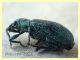 Polydrusus sp. - 5,5 mm. - Trepalle - Sondrio circa 2100 m. s.l.m. - (5).JPG