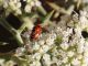 coccinelle_accoppiamento.jpg