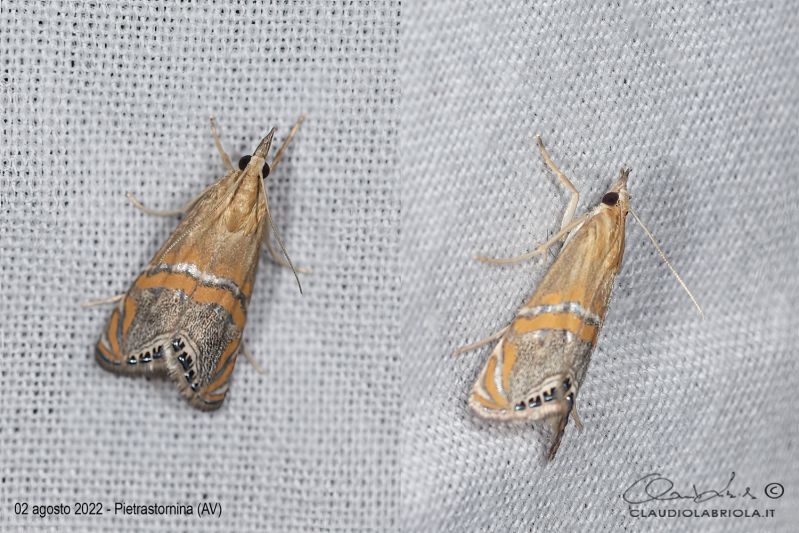 Crambidae_Euchromius_cf_bellus_Labriola_1753.jpg