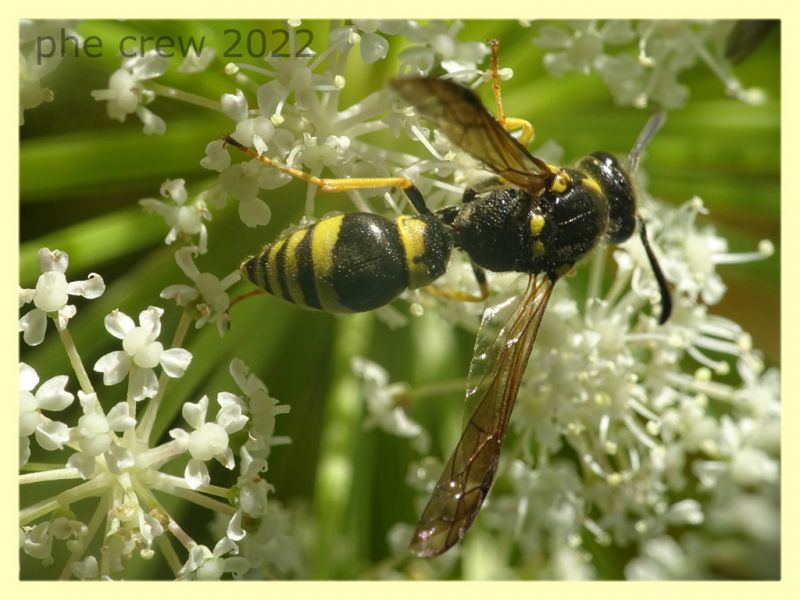 Ancistrocerus sp. 7.7.2022 - Trepalle - Sondrio circa 2100 m. s.l.m. - (3).JPG