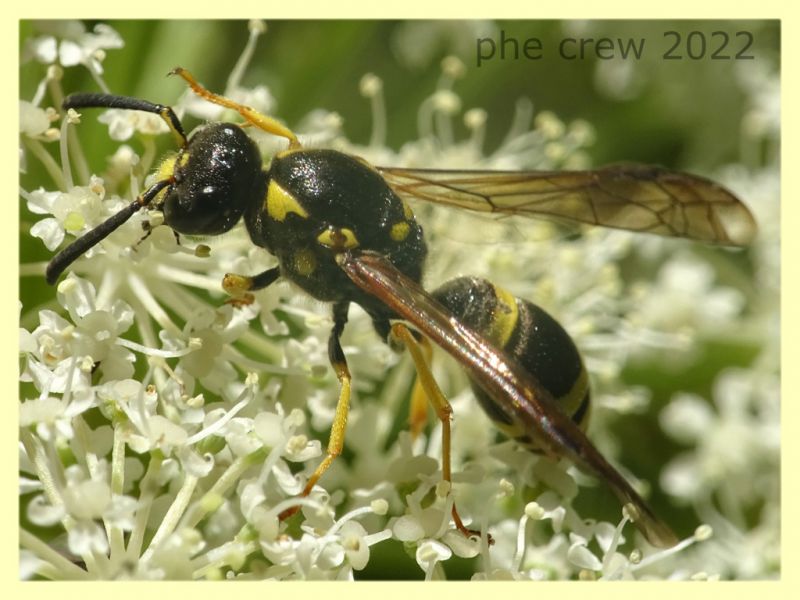 Ancistrocerus sp. 7.7.2022 - Trepalle - Sondrio circa 2100 m. s.l.m. - (4).JPG