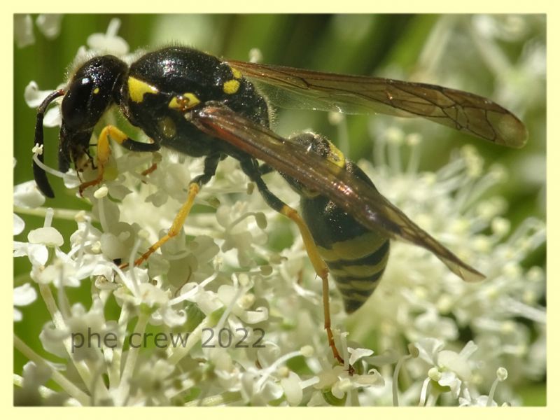 Ancistrocerus sp. 7.7.2022 - Trepalle - Sondrio circa 2100 m. s.l.m. - (5).JPG