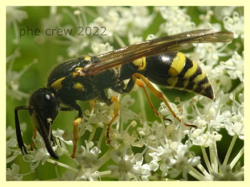 Ancistrocerus sp. 7.7.2022 - Trepalle - Sondrio circa 2100 m. s.l.m. - (1).JPG