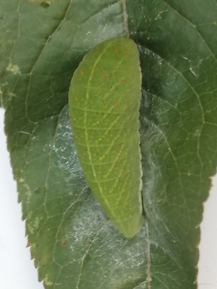 larva verde 1.jpg