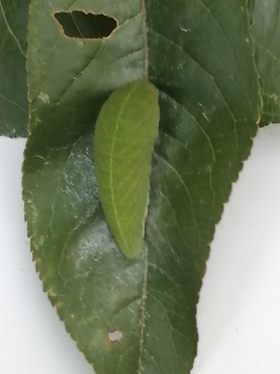 larva verde 2.jpg