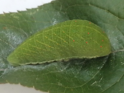 larva verde.jpg