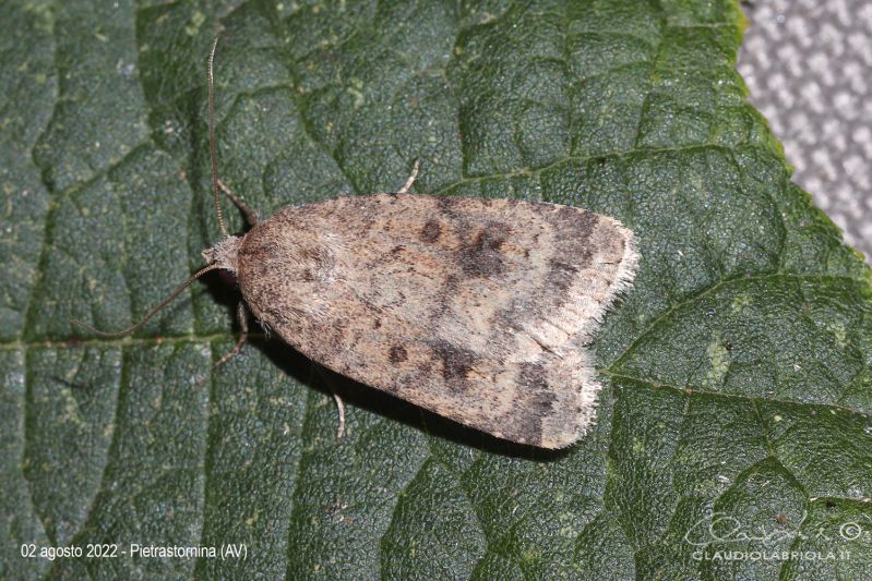 Noctuidae_Caradrina_morpheus_Labriola_1813.jpg