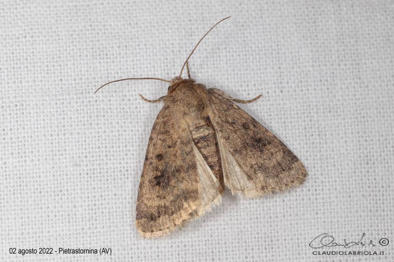 Noctuidae_Caradrina_morpheus_Labriola_1791.jpg