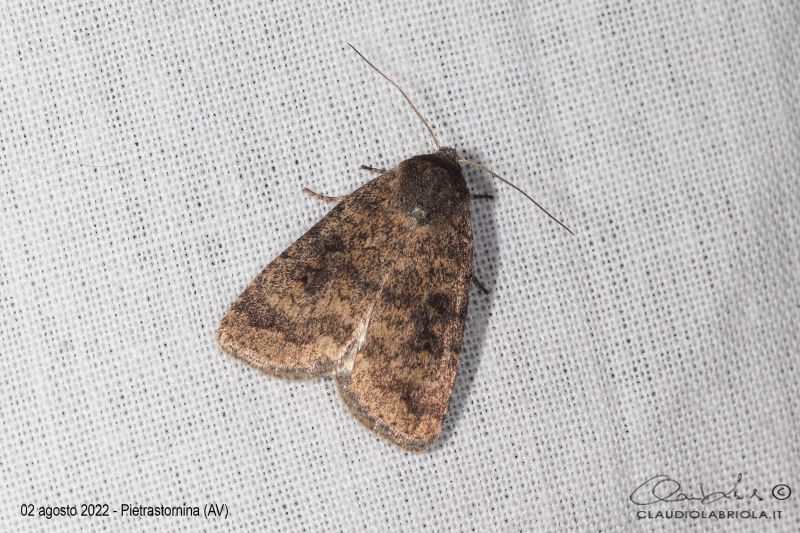 Noctuidae_Caradrina_morpheus_Labriola_1771.jpg